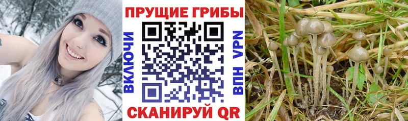 Галлюциногенные грибы мицелий  Демидов 